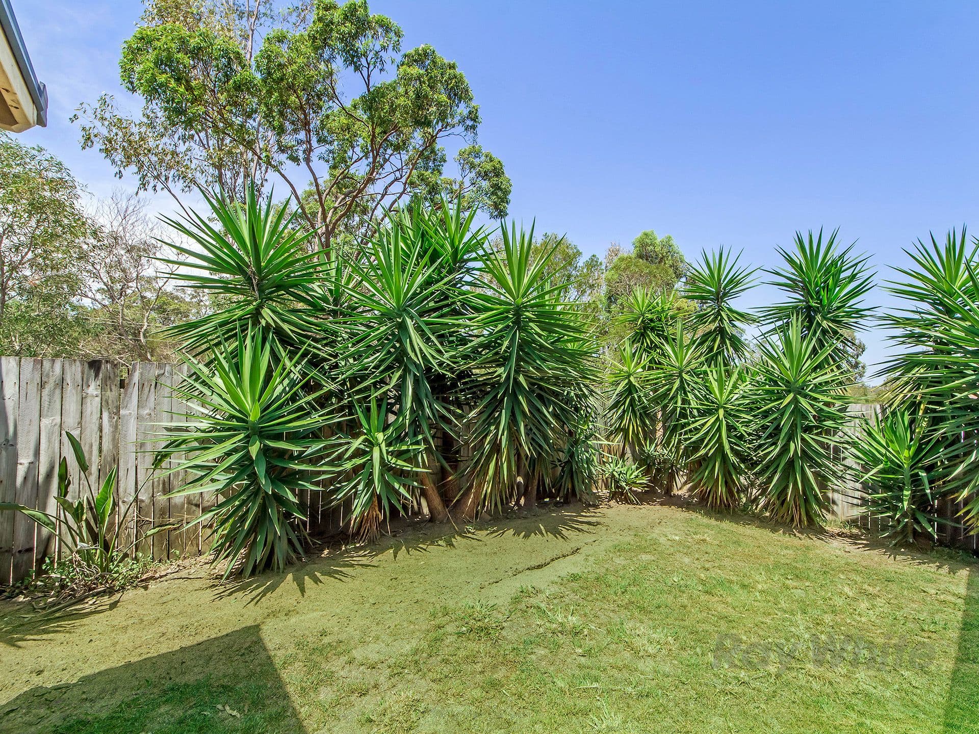 11 Lahey Court, Ormeau QLD 4208, Ormeau - Thumbnail 4