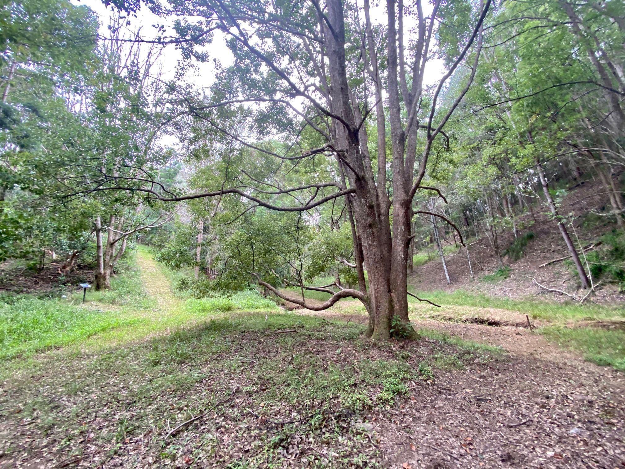 8 Tallowood Terrace, Currumbin Valley QLD 4223, Currumbin Valley - Thumbnail 7