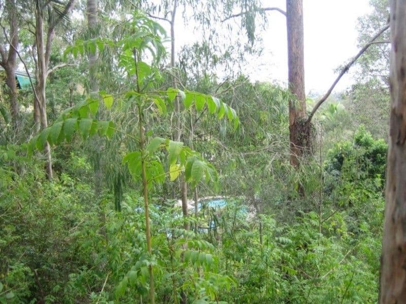 6 Rustic Street, KENMORE HILLS QLD 4069, Kenmore Hills - Thumbnail 4