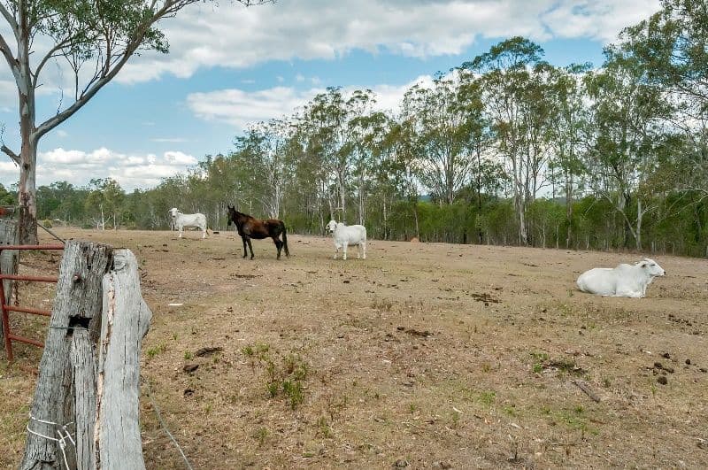679 Brisbane Valley Highway, WANORA QLD 4306, Wanora - Thumbnail 5