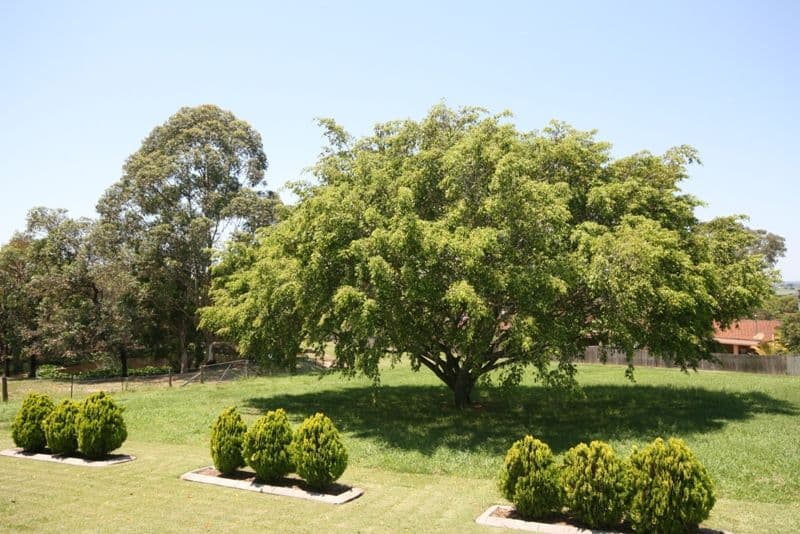 2 Figtree Avenue, JUNCTION HILL NSW 2460, Junction Hill - Thumbnail 5