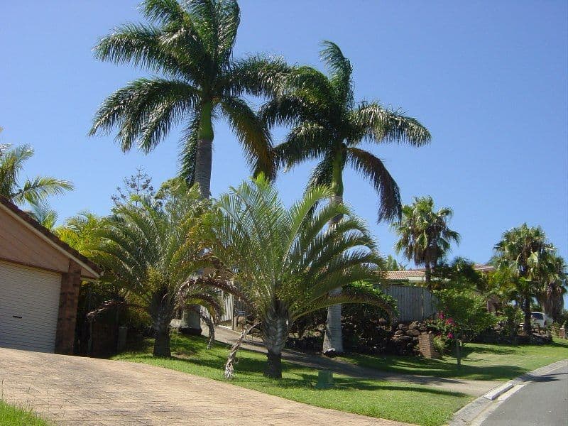 1 Hume Circuit, Warner, QLD, 4500, Warner - Thumbnail 2