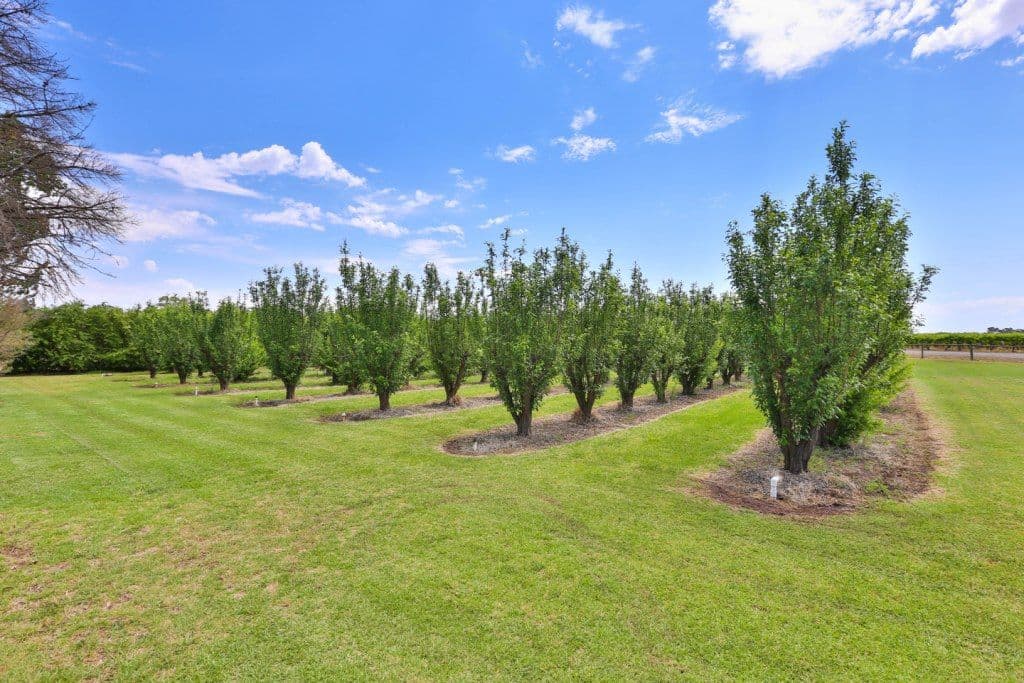 11 Pate Street, NICHOLS POINT VIC 3501, Nichols Point - Thumbnail 3