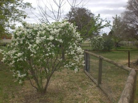 126 Sturt Street, HOWLONG NSW 2643, Howlong - Thumbnail 2