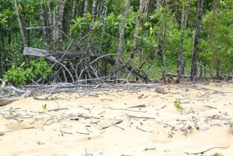 Lot 3 Wheatley Road, Wongaling Beach QLD 4852, Wongaling Beach - Thumbnail 5
