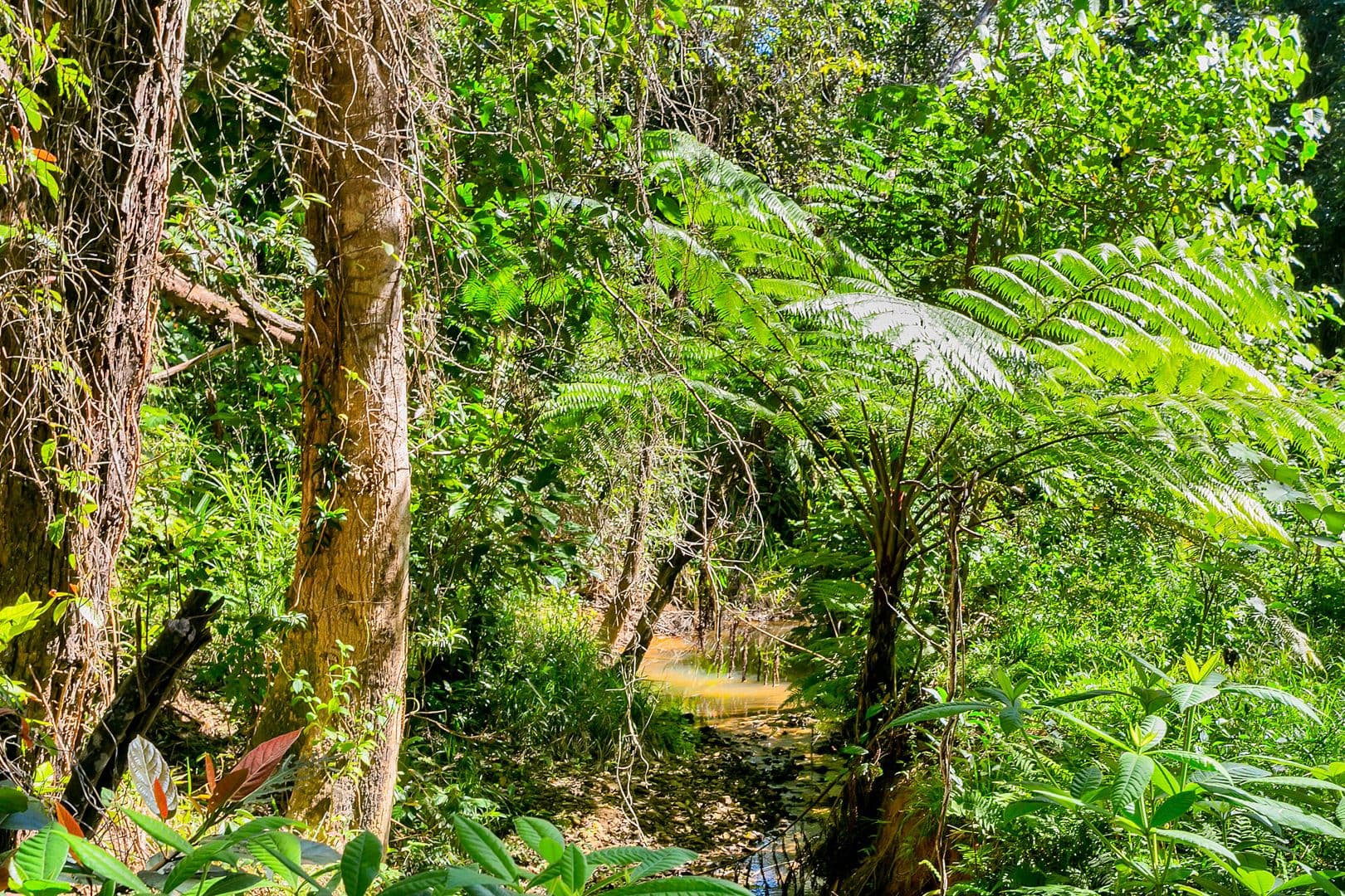 40 Williamson Drive, Kuranda QLD 4881, Kuranda - Thumbnail 7