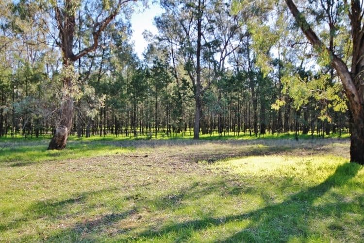 4244 Bribbaree Road, BRIBBAREE NSW 2594, Bribbaree - Thumbnail 3