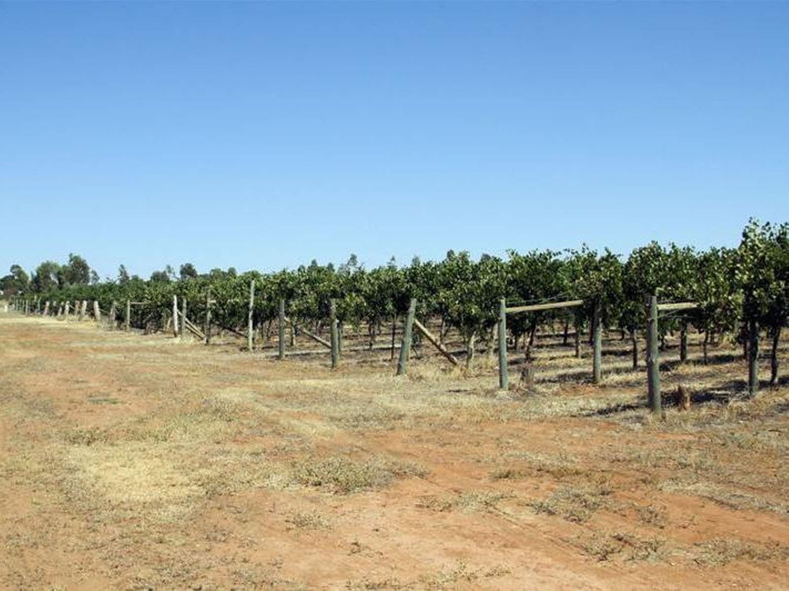 130 Trioda Street, Red Cliffs - Thumbnail 4