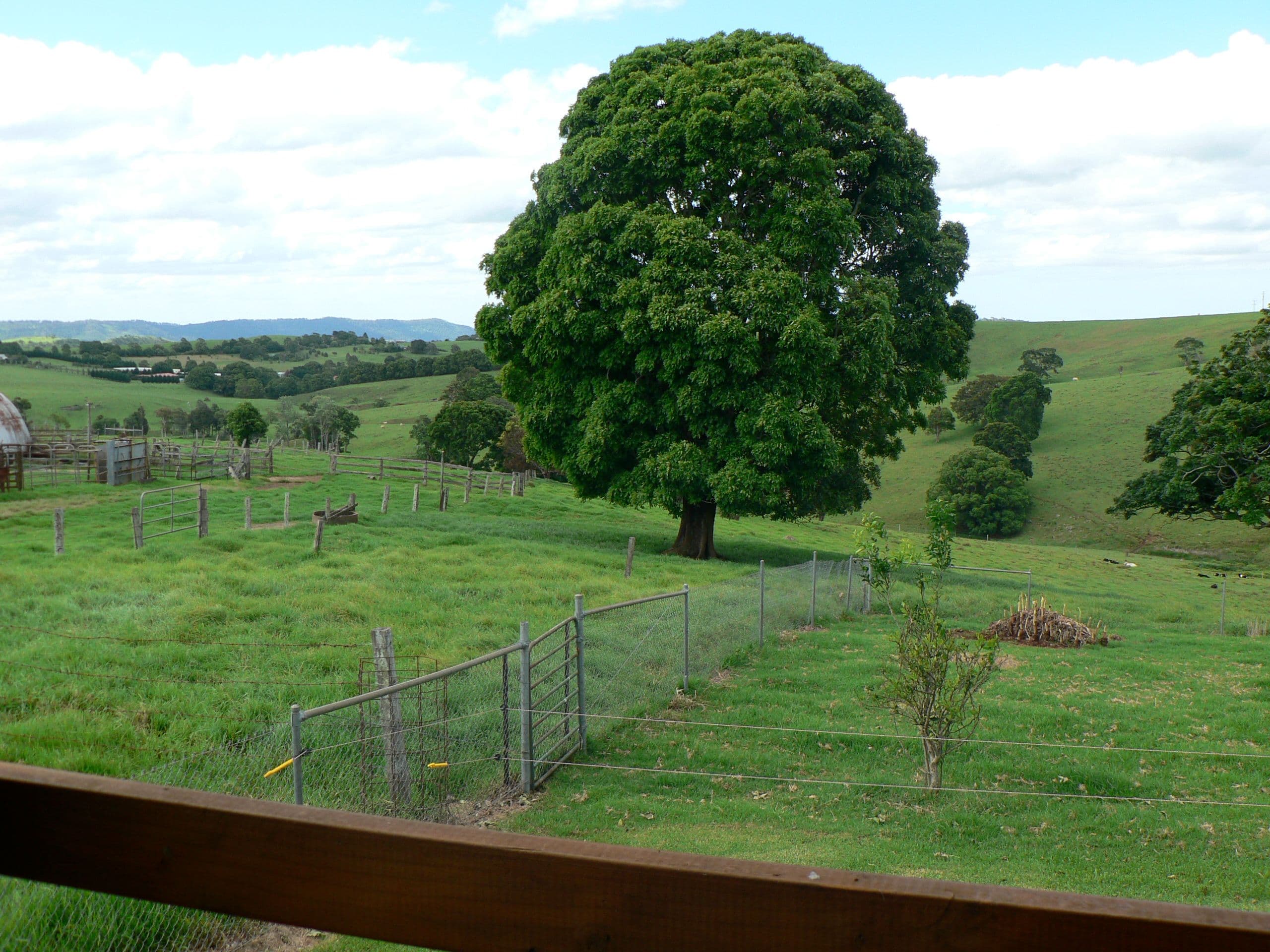 38 Summerville Road, Beechmont QLD 4211, Beechmont - Thumbnail 7