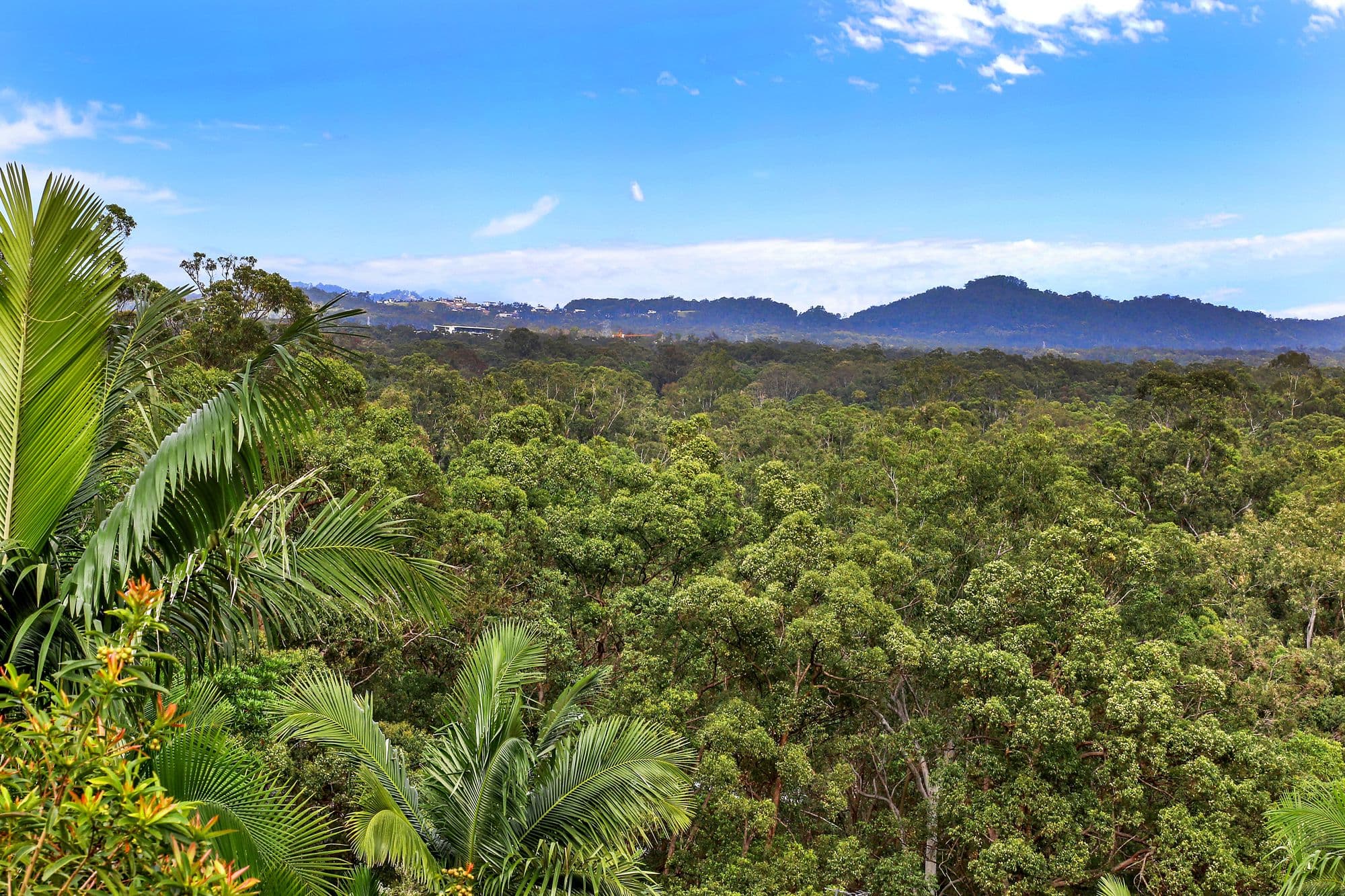 38 Lauren Drive, Buderim QLD 4556, Buderim - Thumbnail 4