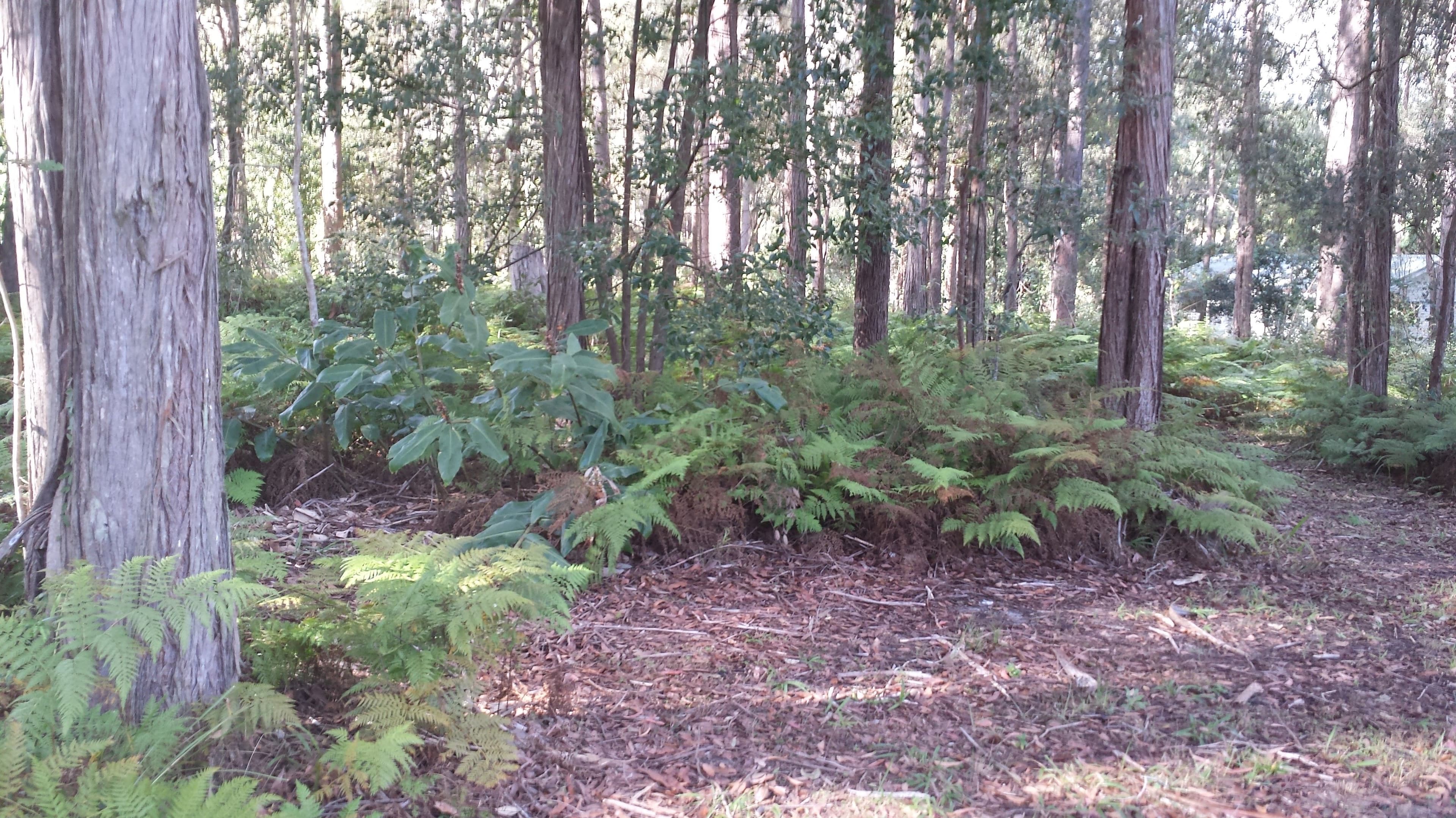 72 Baker Finch Avenue, Peachester QLD 4519, Peachester - Thumbnail 2