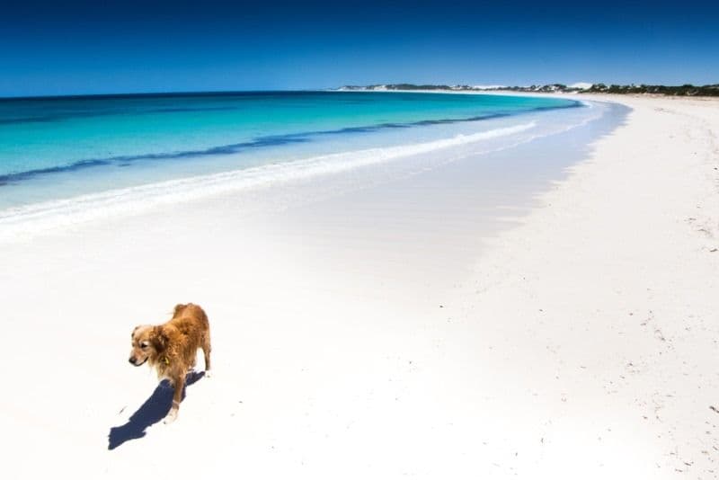 3 Hawcroft Place, Lancelin WA 6044, Lancelin - Thumbnail 5