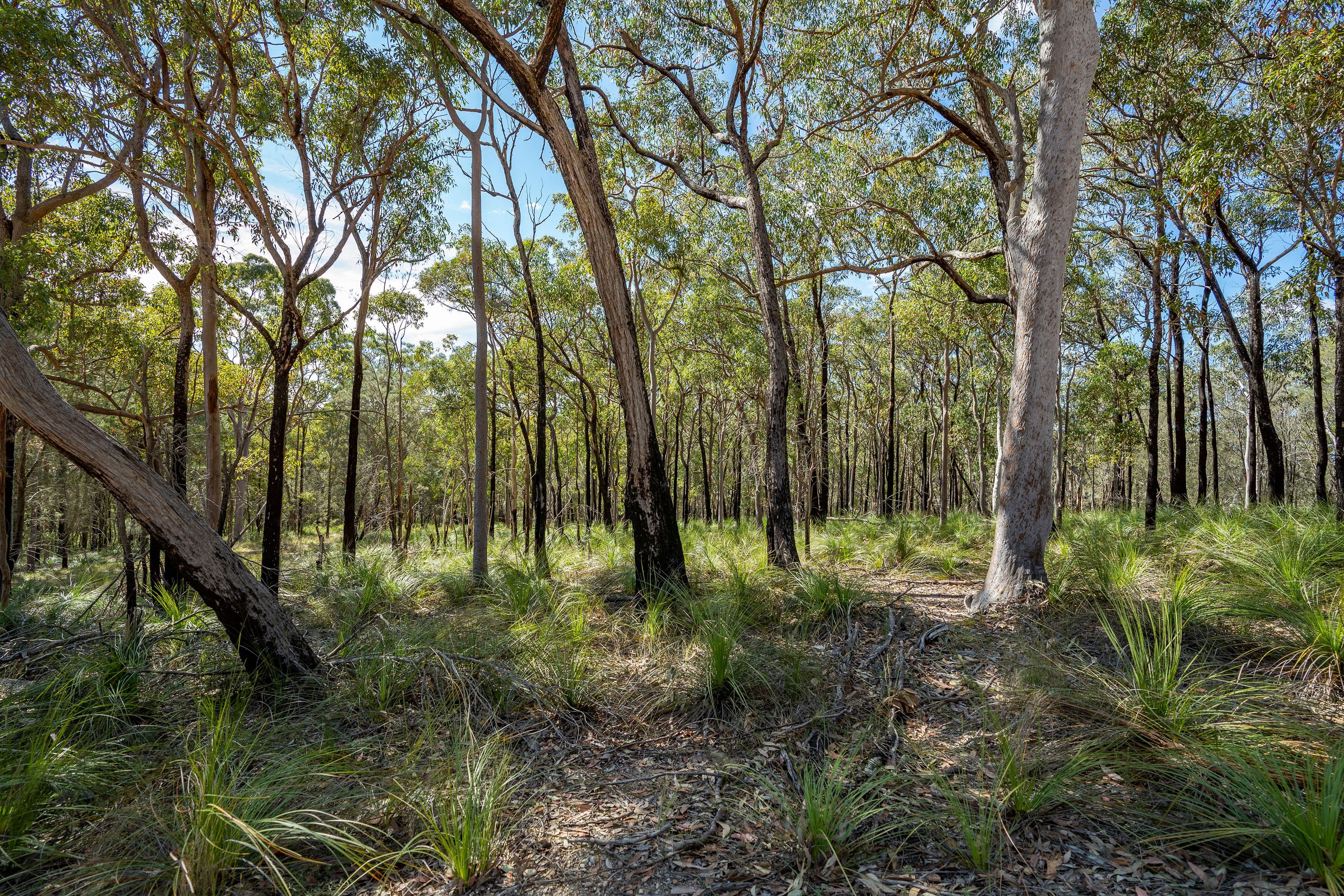 11 Rivergum Drive, Morisset NSW 2264, Morisset - Thumbnail 3