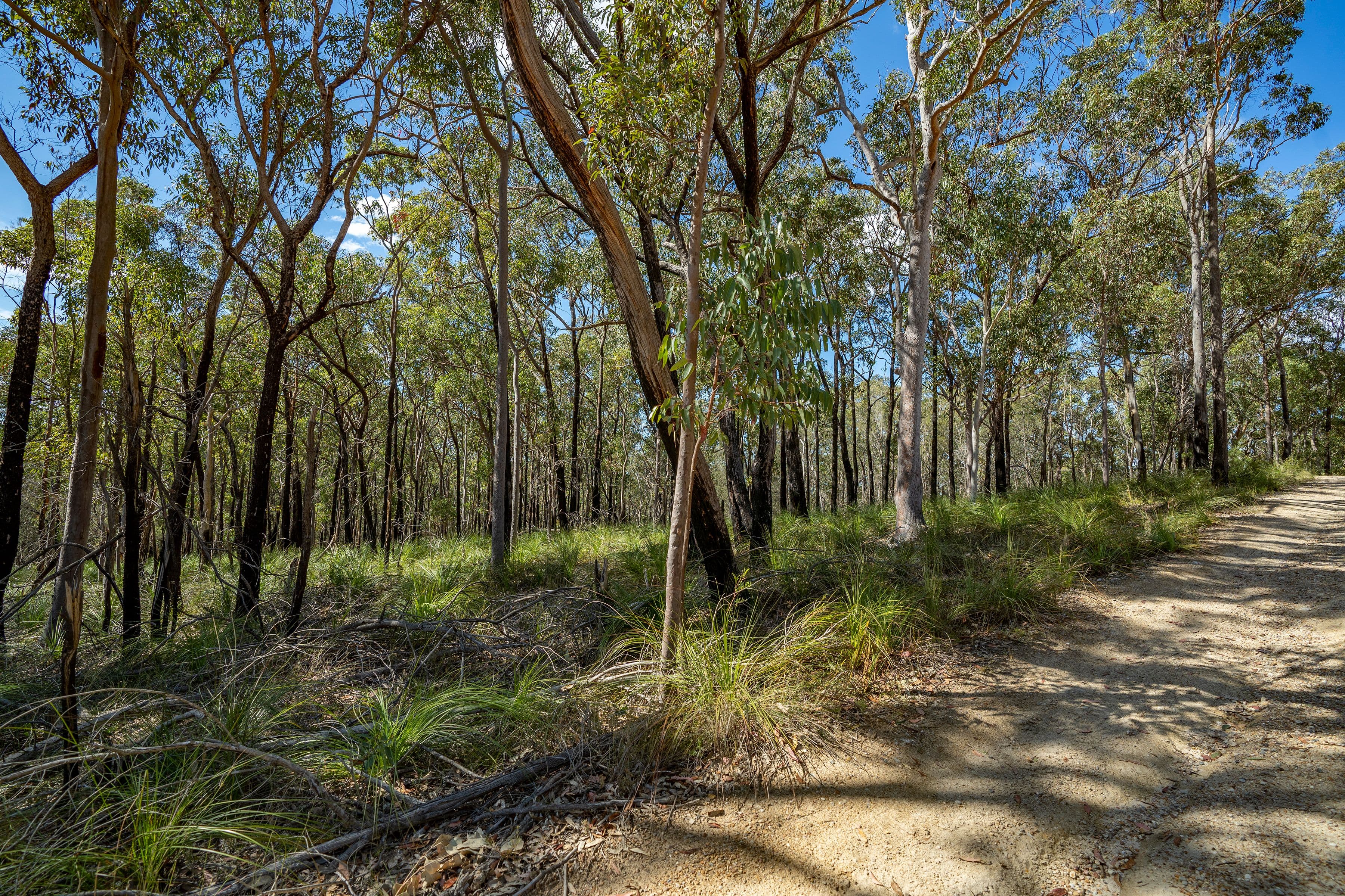 11 Rivergum Drive, Morisset NSW 2264, Morisset - Thumbnail 5