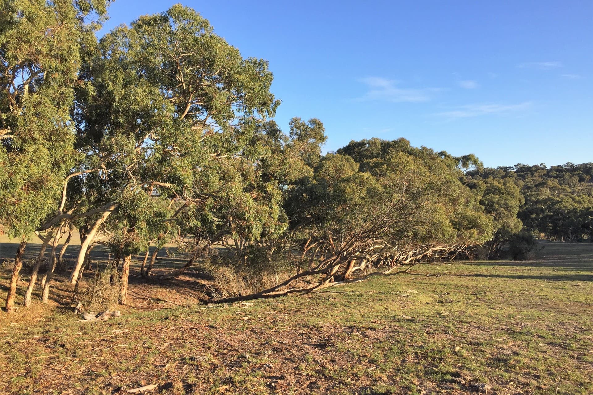 Lot 14 Cleland Gully Road, Tooperang - Thumbnail 5