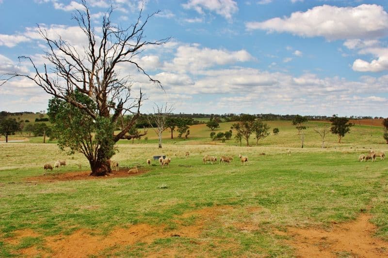 Lot 16 Golden Grove Road, YOUNG NSW 2594, Young - Thumbnail 4