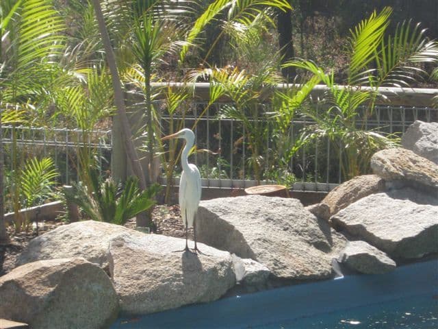 62 B McLean, GOONDIWINDI QLD 4390, Goondiwindi - Thumbnail 2