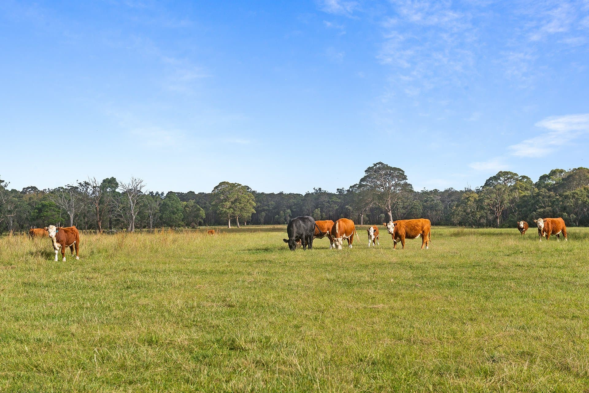 2209 Wombeyan Caves Road, High Range - Thumbnail 2