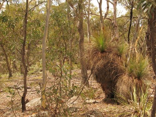 260 Old Mill Road, FORBES CREEK NSW 2621, Forbes Creek - Image 1