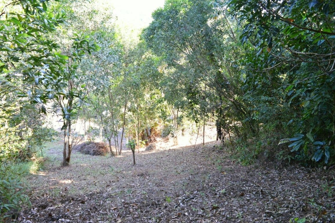 6 Bedarra Terrace, SOUTH MISSION QLD 4852, South Mission Beach - Thumbnail 3