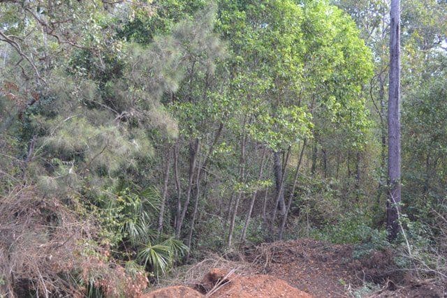 Lot 31 Tanby Post Office Road, Bondoola QLD 4703, Bondoola - Thumbnail 3