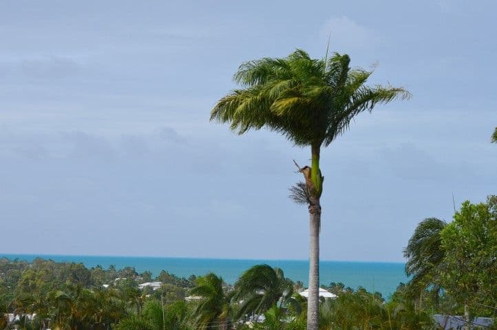 Lot 3 Campbell Terrace, SOUTH MISSION QLD 4852, South Mission Beach - Thumbnail 3