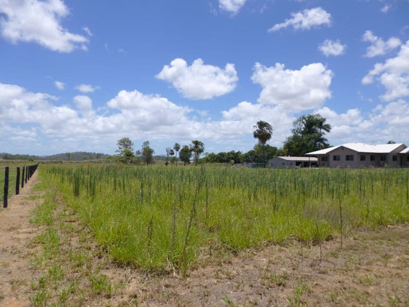 21 Pugsley Street, WALKERSTON QLD 4751, Walkerston - Thumbnail 5