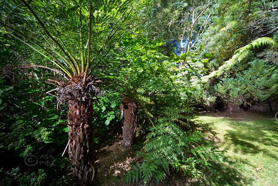 3 Mel Avenue, Blackheath NSW 2785, Blackheath - Thumbnail 6