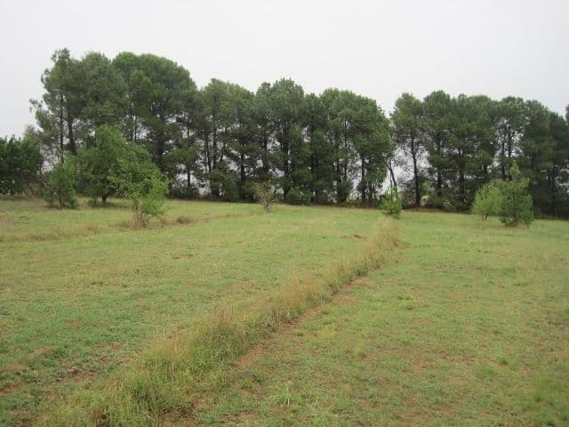 15 McCaffery Lane, Young NSW 2594, Young - Thumbnail 3