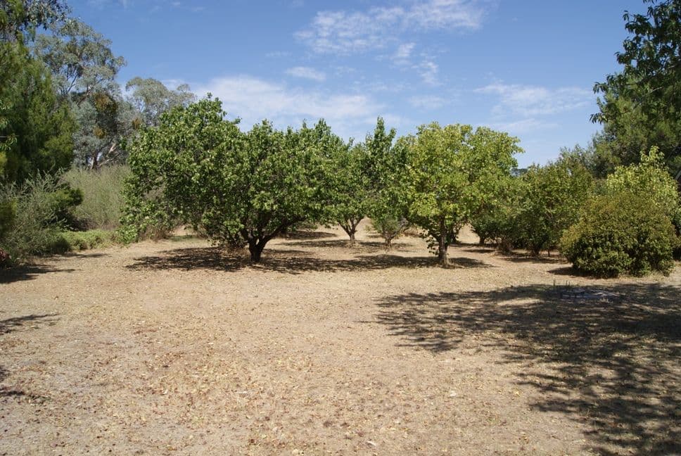 15 McCaffery Lane, Young NSW 2594, Young - Thumbnail 5