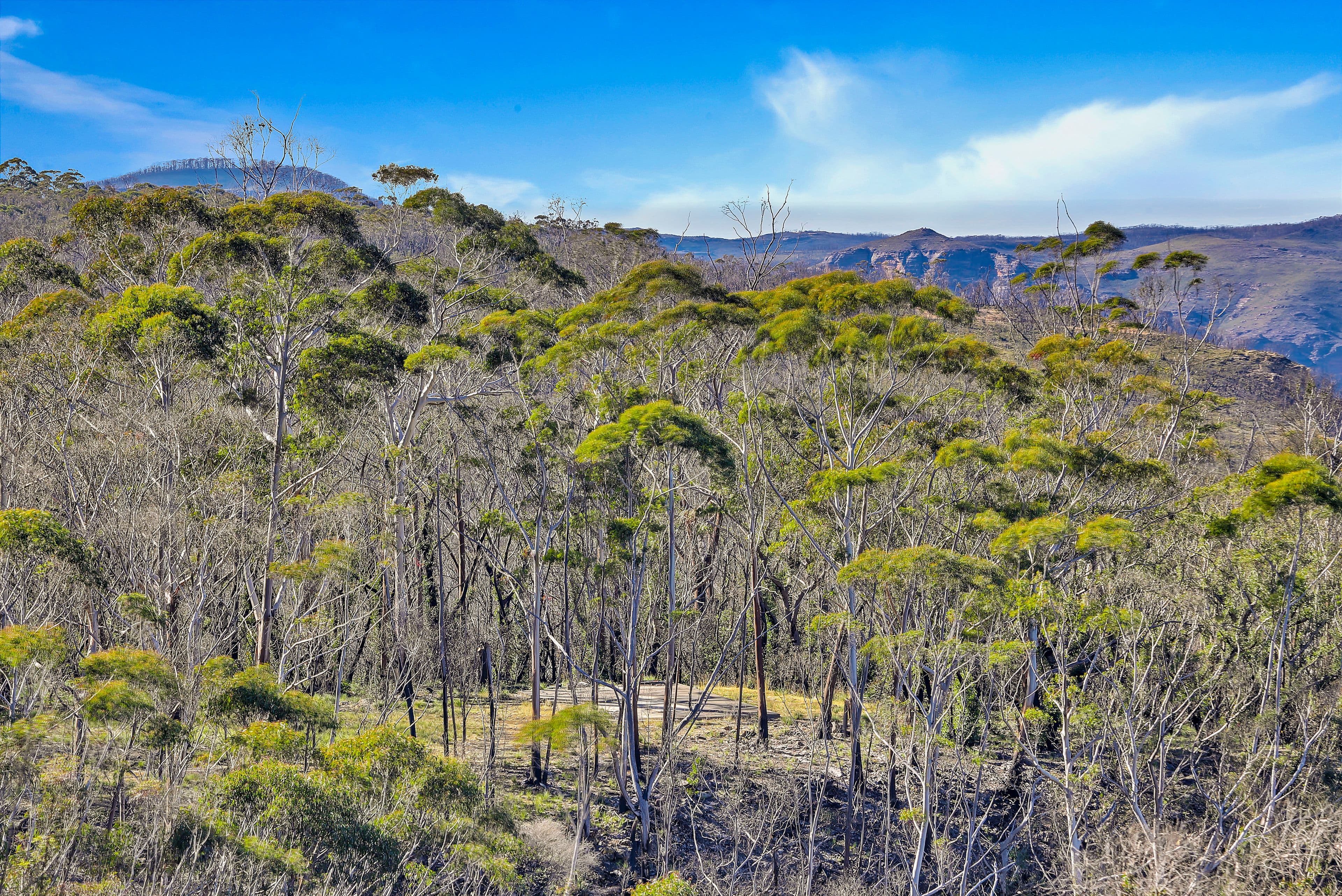 255 Hat Hill Road, Blackheath NSW 2785, Blackheath - Thumbnail 3