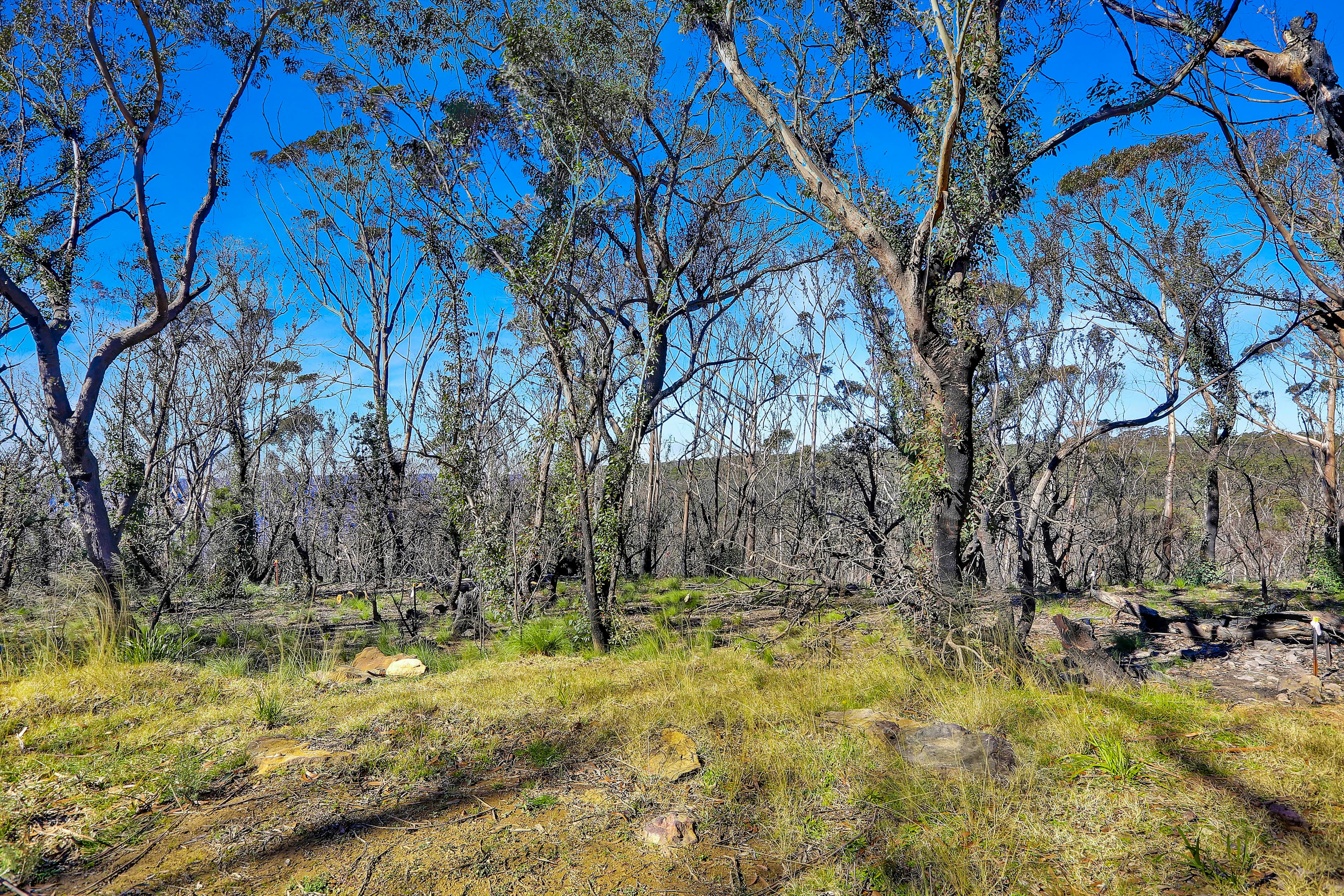 255 Hat Hill Road, Blackheath NSW 2785, Blackheath - Thumbnail 7