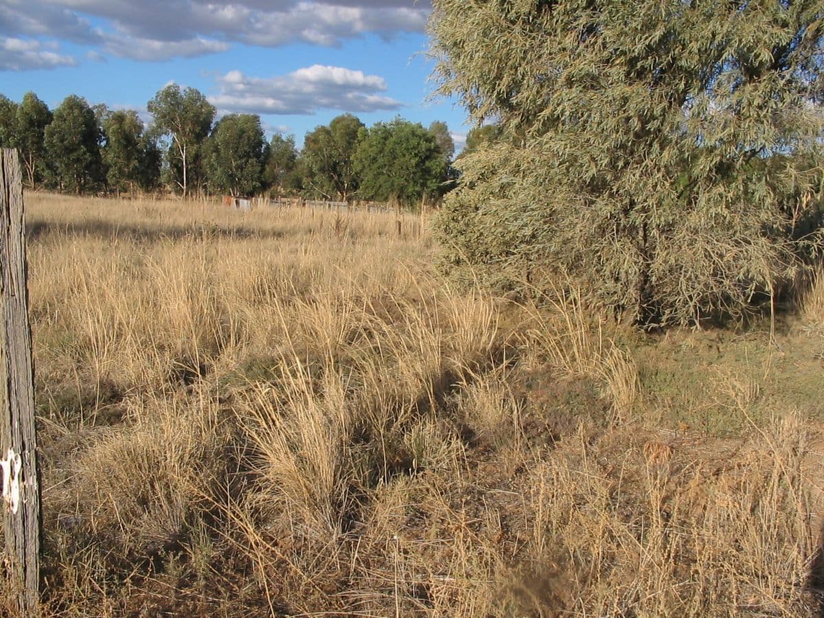 Lot 8 Joppa Street, QUANDIALLA NSW 2721, Quandialla - Thumbnail 2