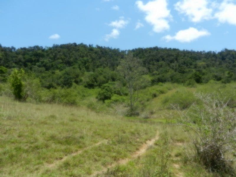 Lot 1 Mirani-Mount Ossa Road, MIRANI QLD 4754, Mirani - Thumbnail 2