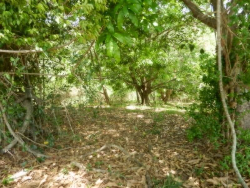 Lot 1 Mirani-Mount Ossa Road, MIRANI QLD 4754, Mirani - Thumbnail 8