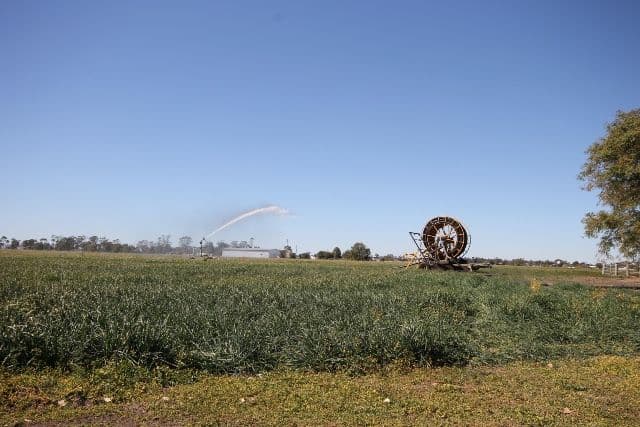 "Springfield" Warrego Highway, DALBY QLD 4405, Dalby - Thumbnail 2