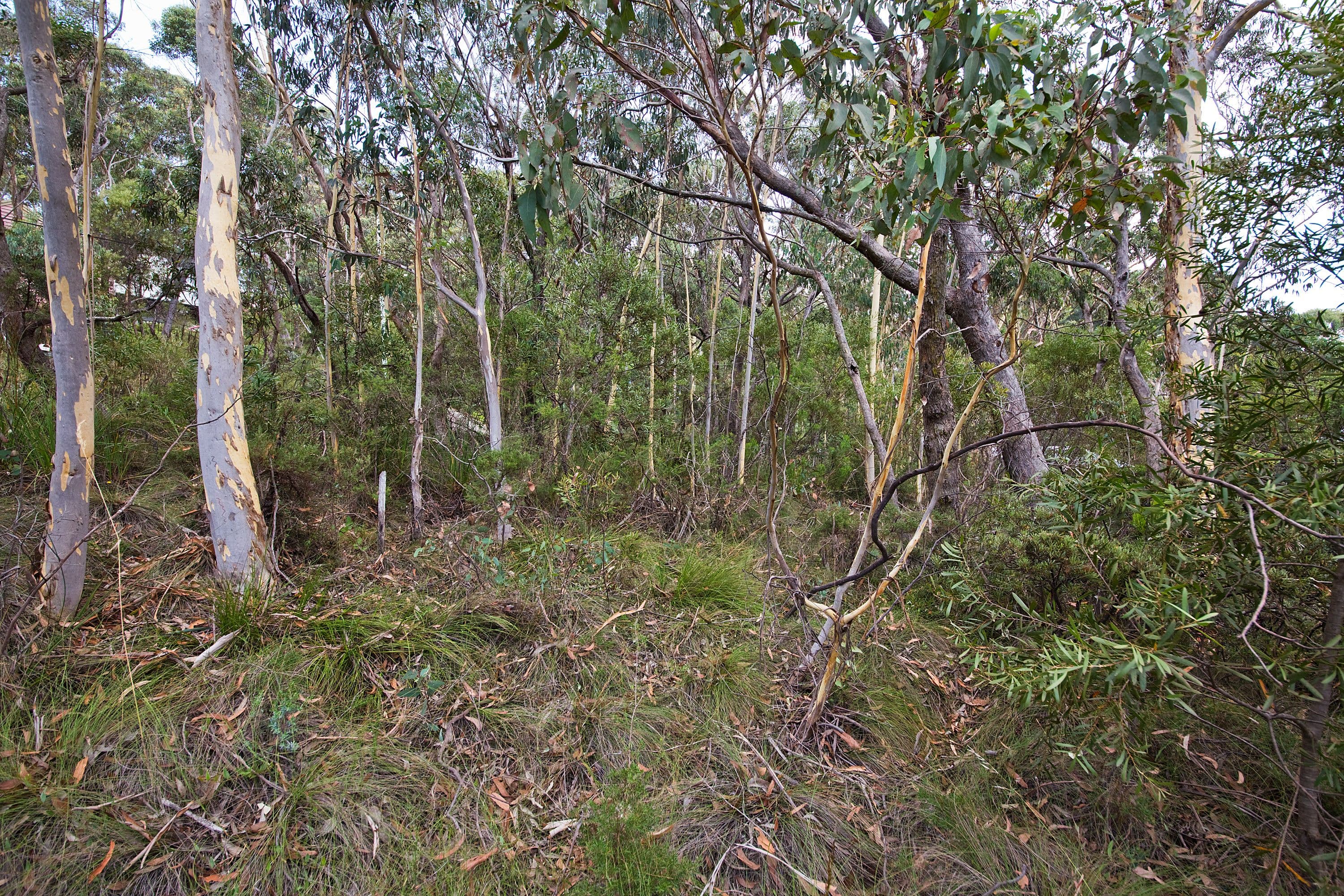 14 Godson Ave (Block 1), Blackheath NSW 2785, Blackheath - Thumbnail 4
