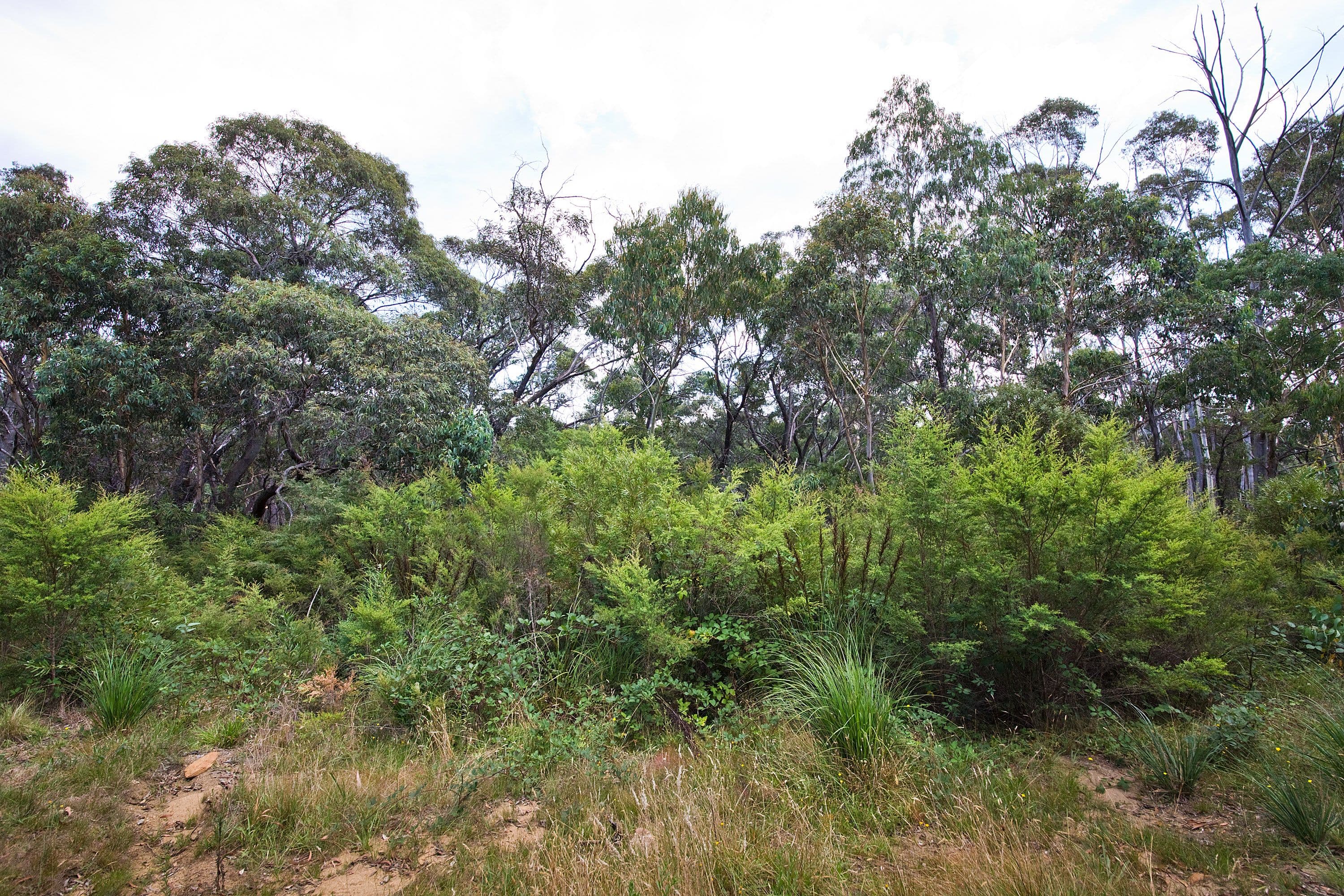 14 Godson Ave (Block 1), Blackheath NSW 2785, Blackheath - Thumbnail 5