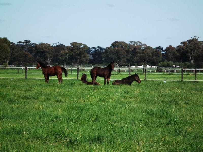 274 Nook Road, NAGAMBIE VIC 3608, Nagambie - Thumbnail 3