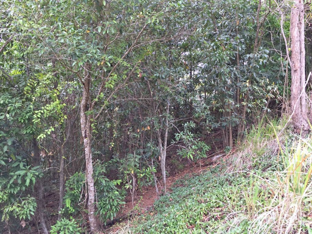 18 Jarda Street, Smithfield QLD 4878, Smithfield - Thumbnail 6