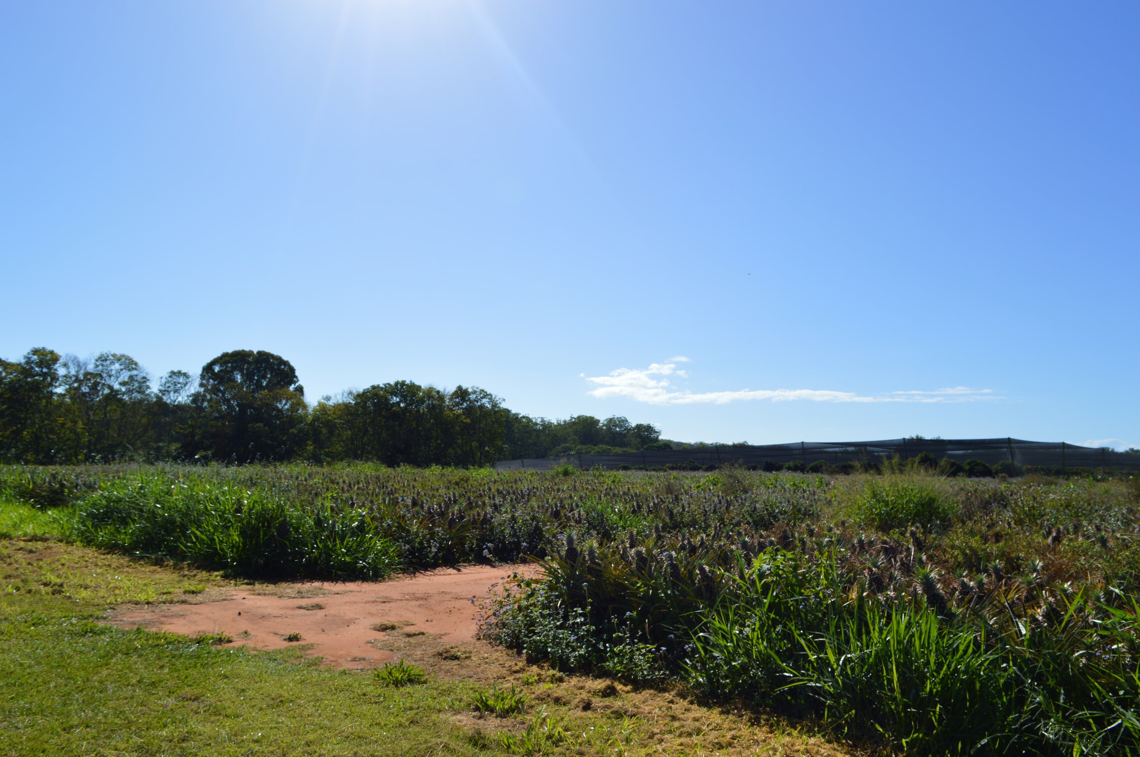 1120 Steve Irwin Way, Glass House Mountains QLD 4518, Glass House Mountains - Thumbnail 6