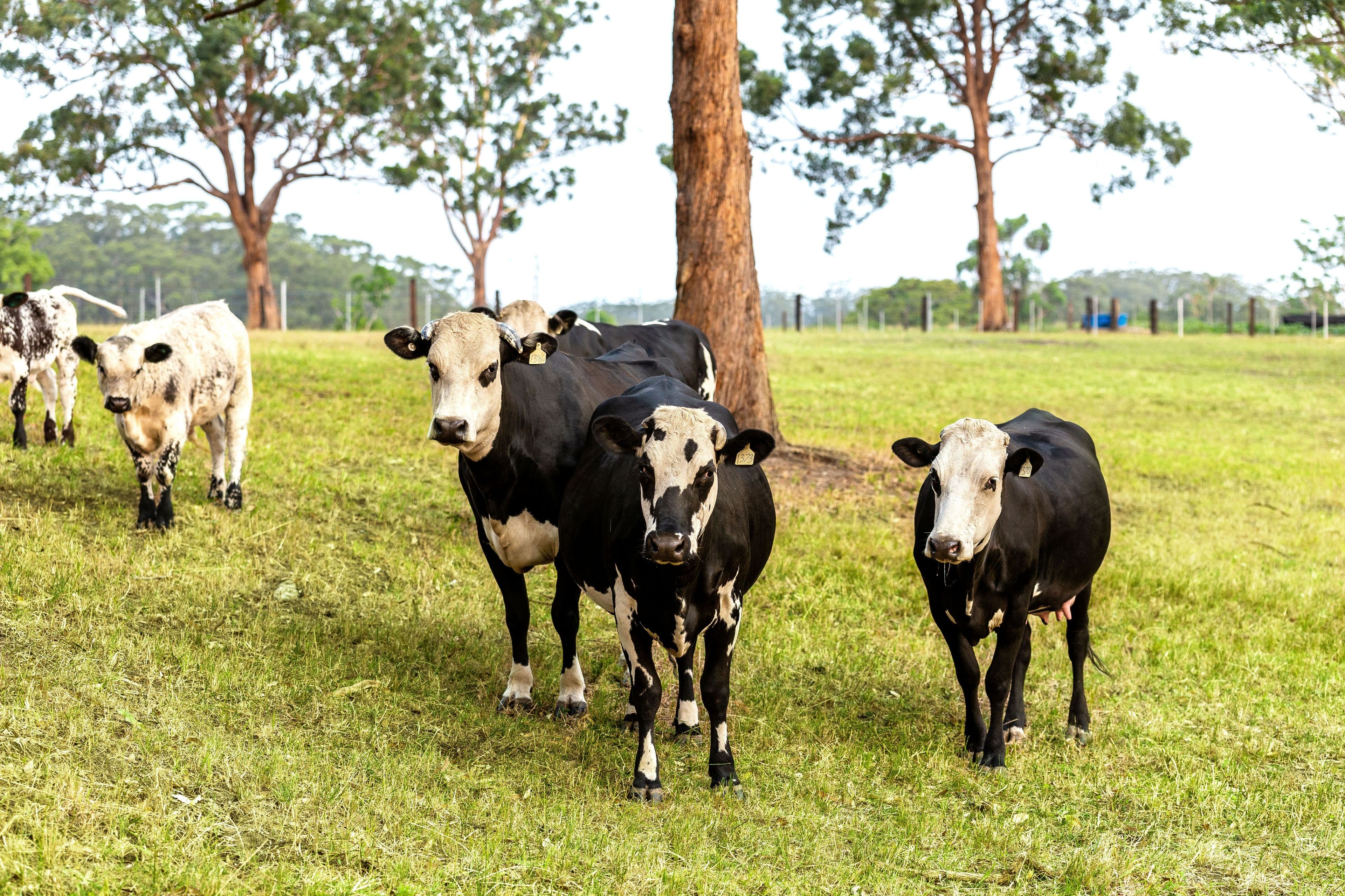 Lot 3 Bangalow Road, Coopernook NSW 2426, Coopernook - Thumbnail 4