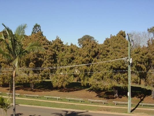 834  Ipswich Road, MOOROOKA QLD 4105, Moorooka - Thumbnail 4