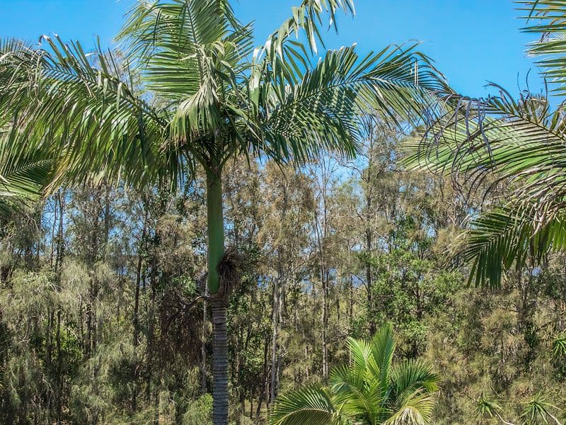 17 Corringle Close, Helensvale QLD 4212, Helensvale - Thumbnail 6
