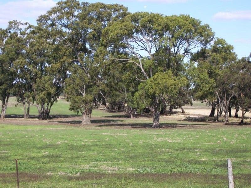21 Creecoona Terrace, BORDERTOWN SA 5268, Bordertown - Thumbnail 8