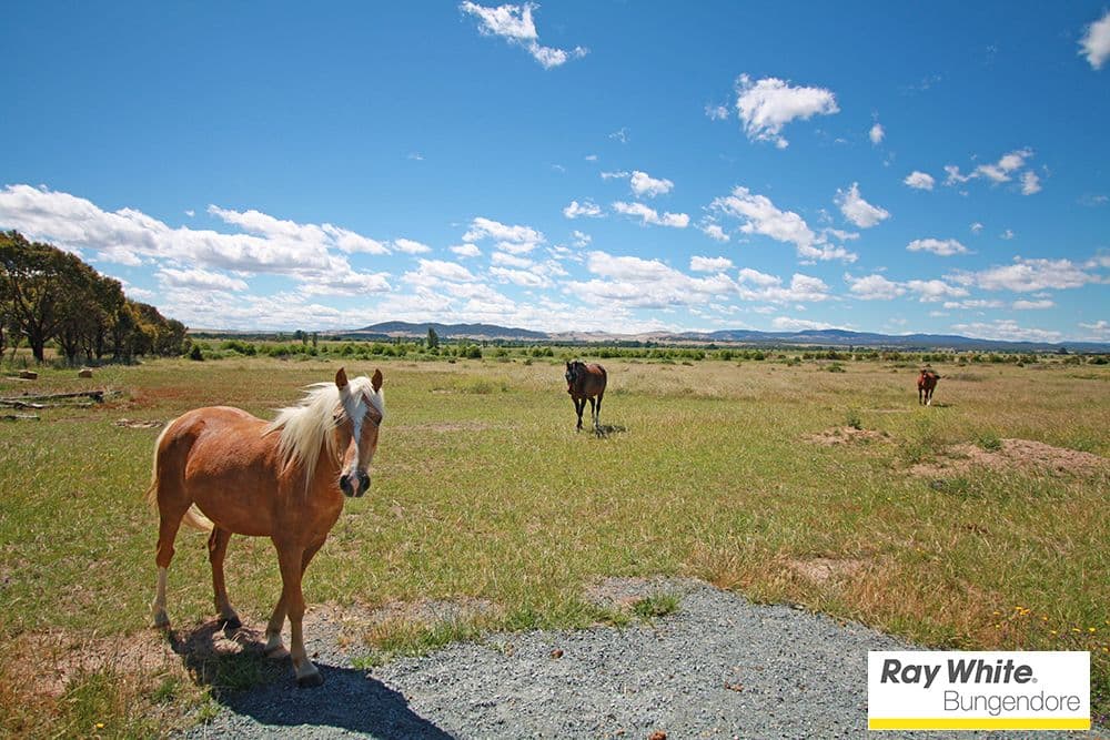 29 Matthews Lane, Bungendore NSW 2621, Bungendore - Thumbnail 4