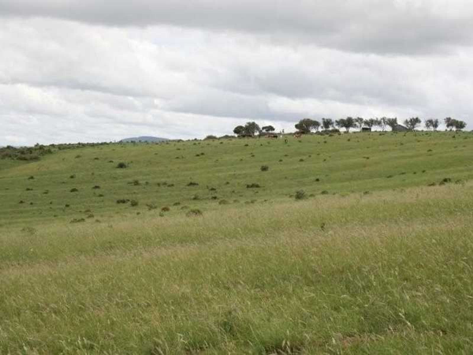 Tannymorel QLD 4372, Tannymorel - Thumbnail 7
