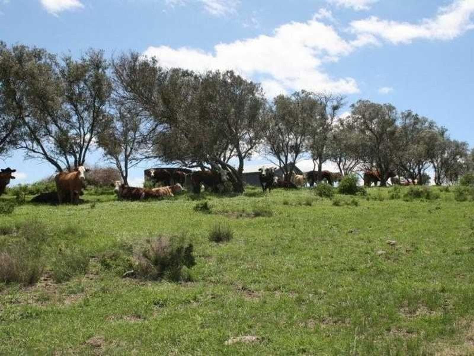 Tannymorel QLD 4372, Tannymorel - Thumbnail 8