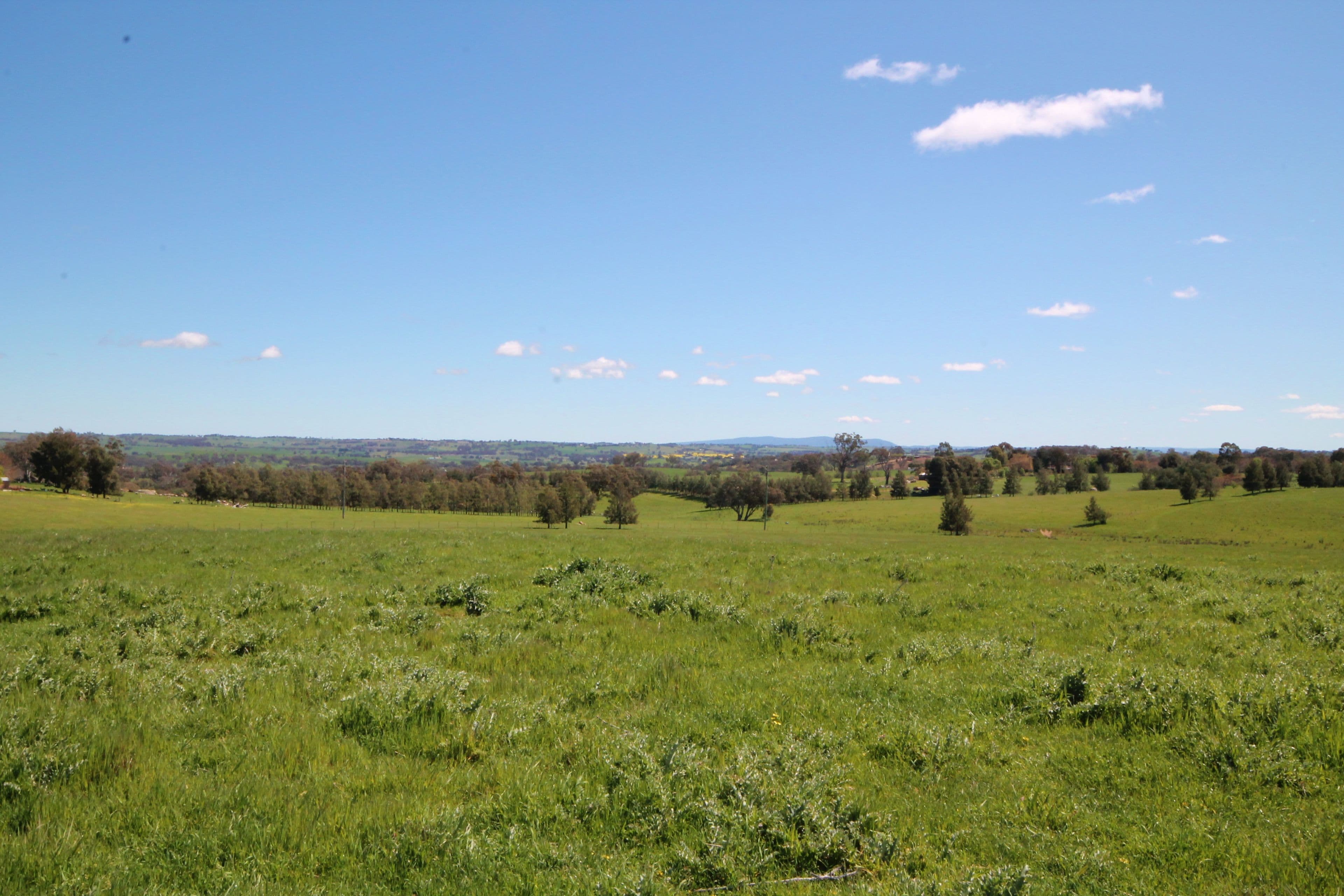 195 Henry Lawson Way, Young NSW 2594, Young - Image 1