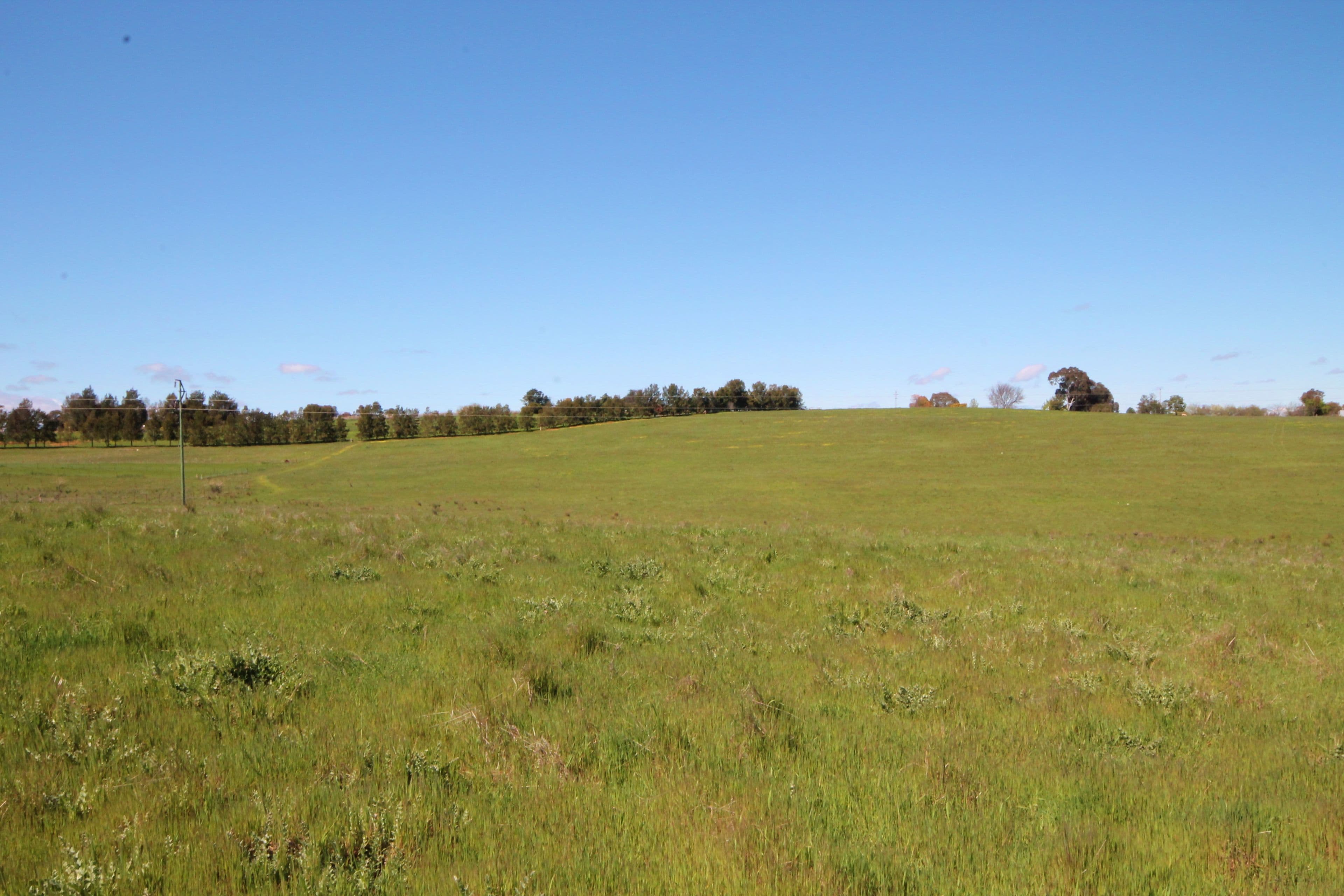 195 Henry Lawson Way, Young NSW 2594, Young - Thumbnail 5